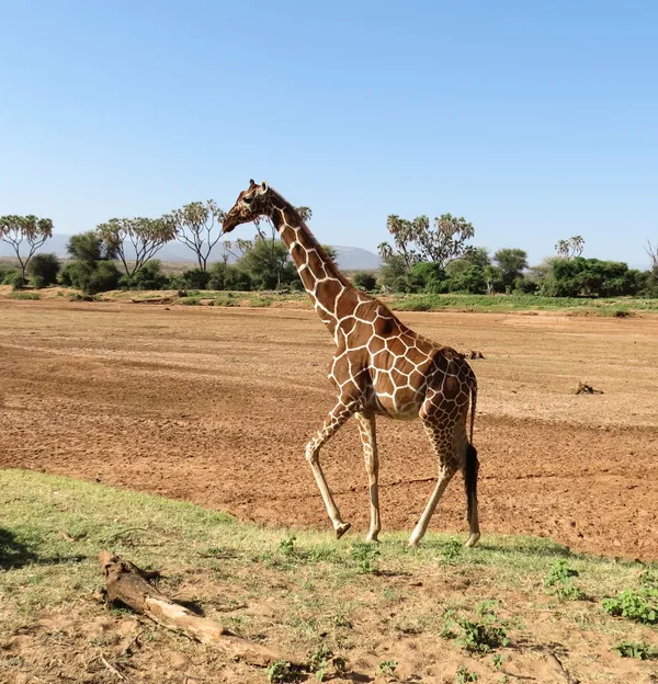 3-Reticulated-giraffe